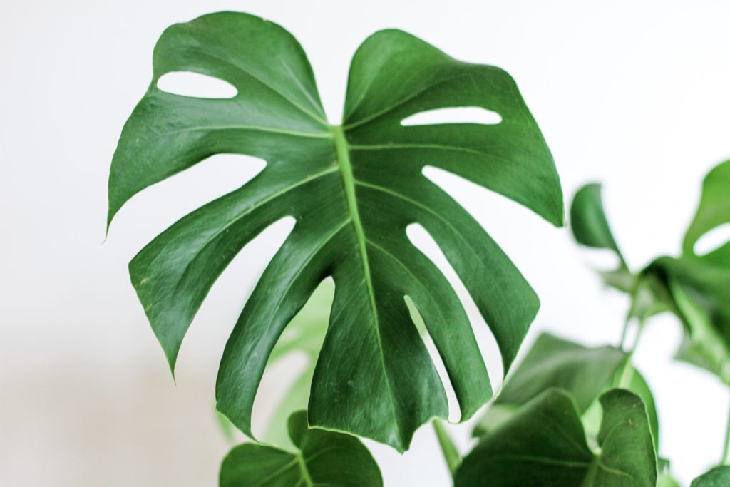 Photo of a monstera plant leaf to represent at-home sustainability