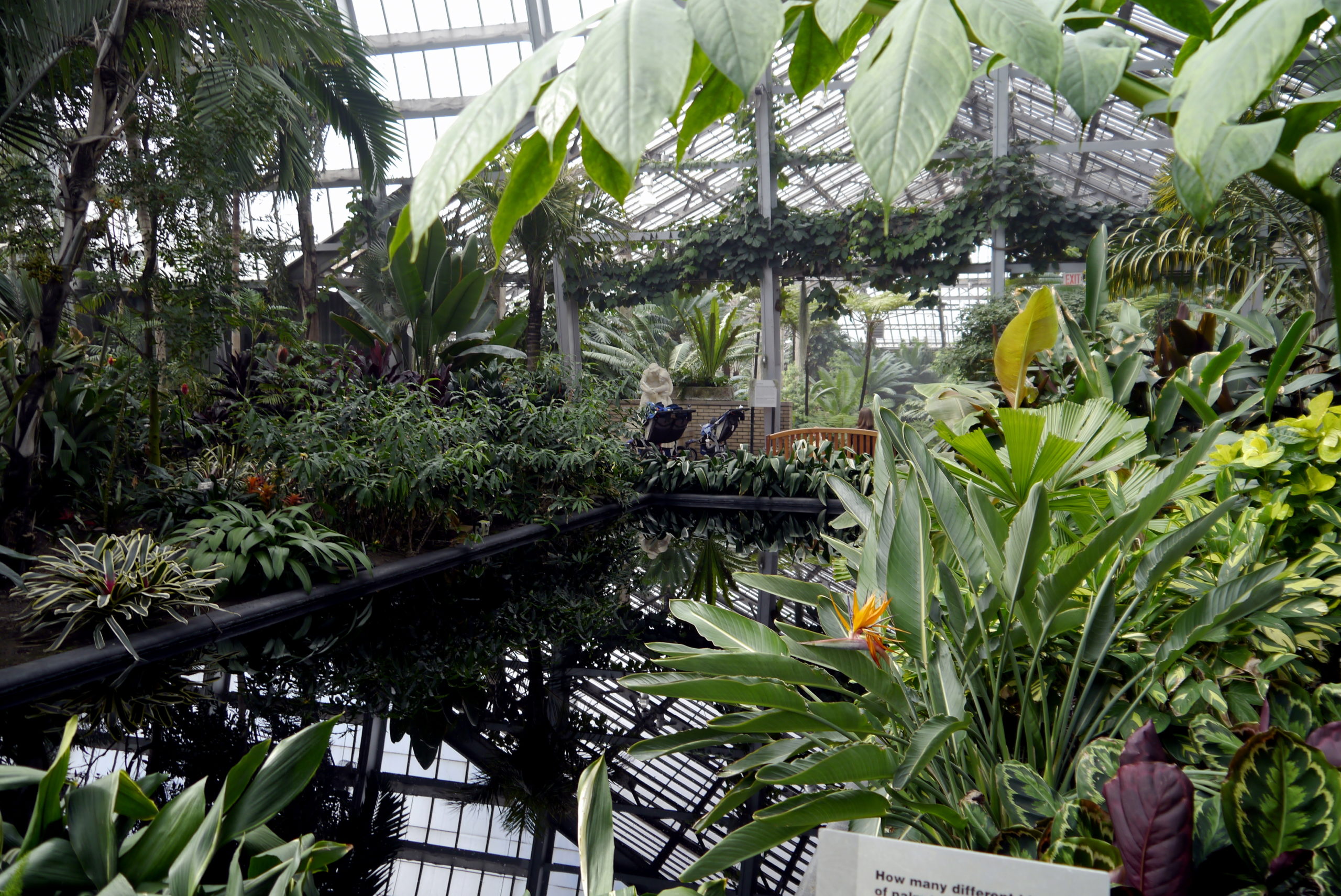 Plants fill a giant room of the Garfield Park Conservatory